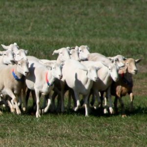 Sheepdog trial